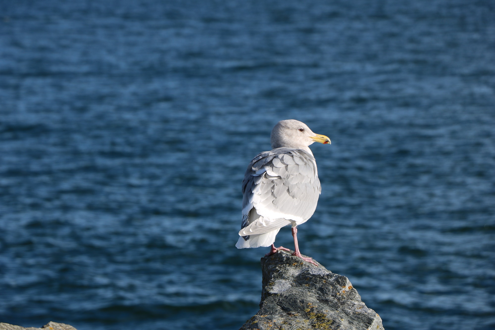 Seagull